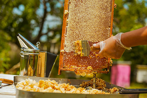 Tire Birlik 850 gr Ham Çam Balı - Görsel 3