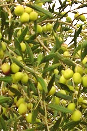 Apeteria Doğal Yeşil Kırma Memecik Doğal Salamura Zeytin (1 kg) - Görsel 2